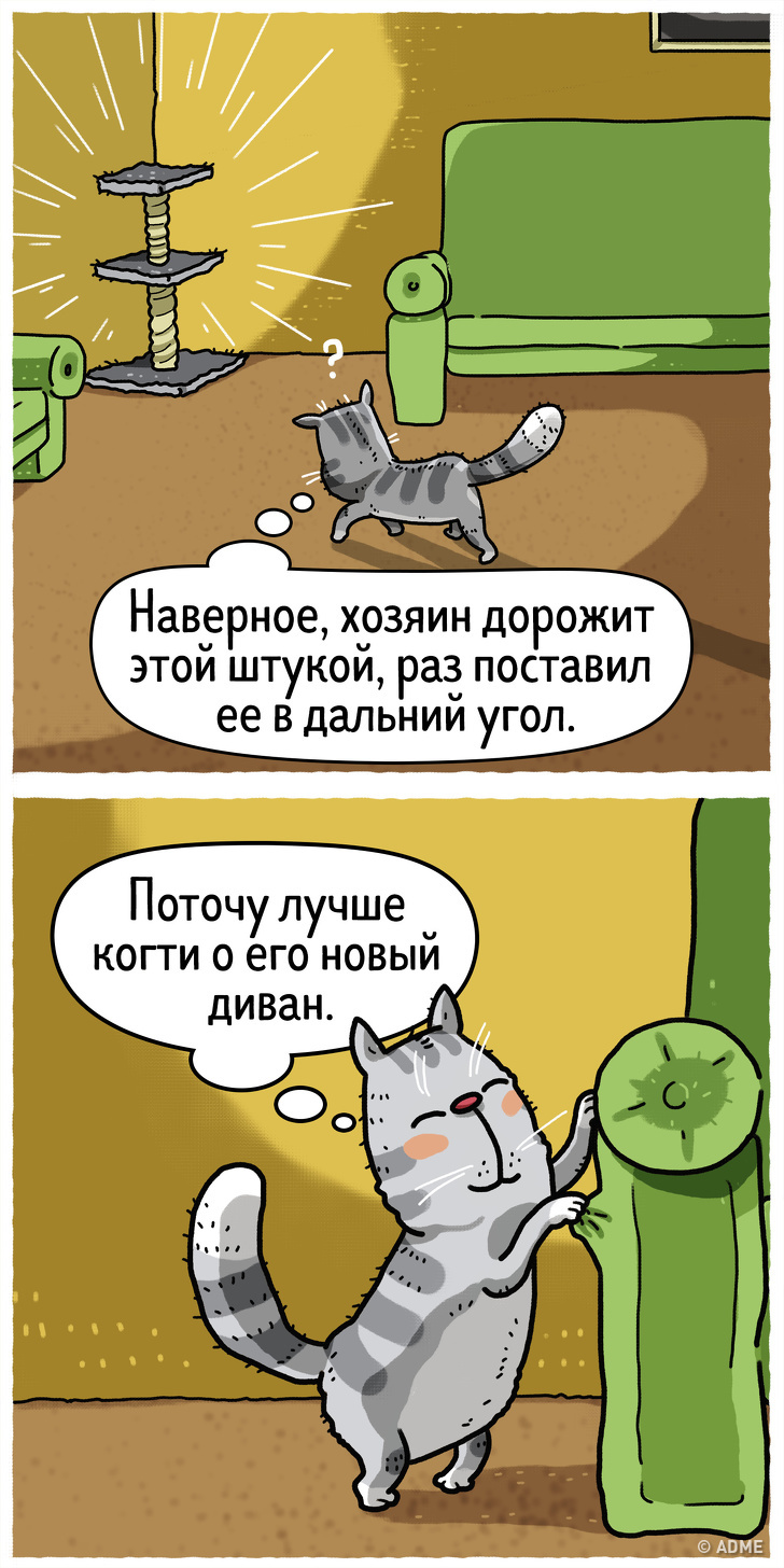 9 котячих звичок, які можуть приносити нам незручності, і 9 способів вирішення проблеми