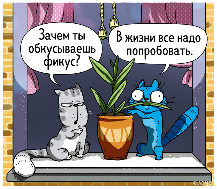 9 котячих звичок, які можуть приносити нам незручності, і 9 способів вирішення проблеми